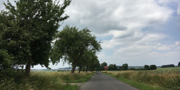 Obstbäume entlang des Reibertenroder Weges