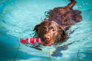 Hundeschwimmen im Erlenbad